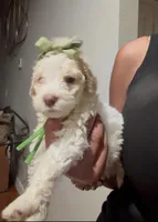 Daffodil , a female Goldendoodle for sale in Houston, TX – 5 of 7