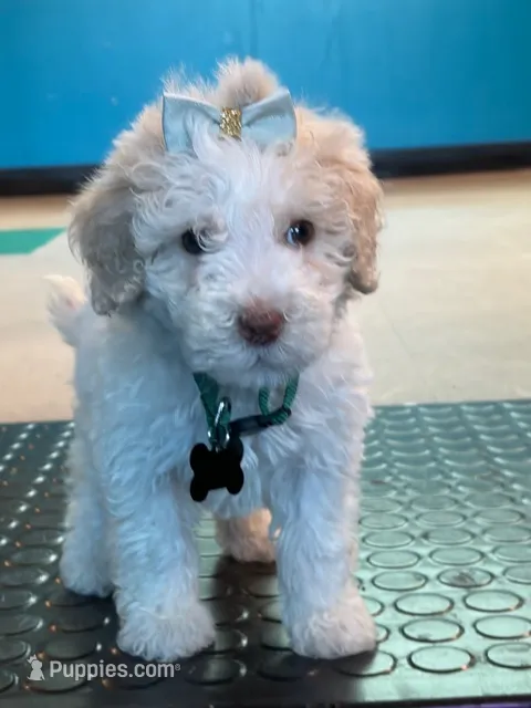 Dandelion, a female Miniature Goldendoodle for sale in Houston, TX – 1 of 5