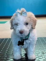 Dandelion, a female Miniature Goldendoodle for sale in Houston, TX – 2 of 5
