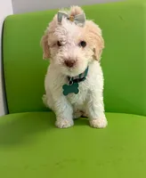 Dandelion, a female Miniature Goldendoodle for sale in Houston, TX – 3 of 5