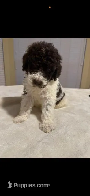 Oreo – Goldendoodle puppy for sale in Houston, TX