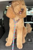 Ash, a male Goldendoodle for sale in Houston, TX – Photo 8 of 8