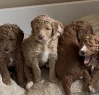 Ash, a male Goldendoodle for sale in Houston, TX – Photo 5 of 8