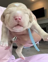 Ash, a male Goldendoodle for sale in Houston, TX – Photo 7 of 8