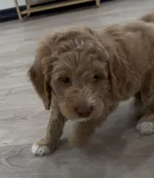 Ash, a male Goldendoodle for sale in Houston, TX – Photo 6 of 8