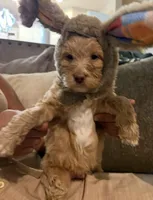 Ash, a male Goldendoodle for sale in Houston, TX – Photo 1 of 8