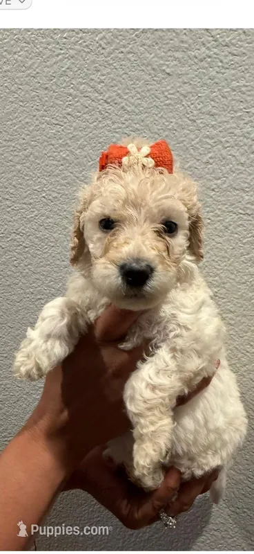 Cinnamon – Goldendoodle puppy for sale in Houston, TX