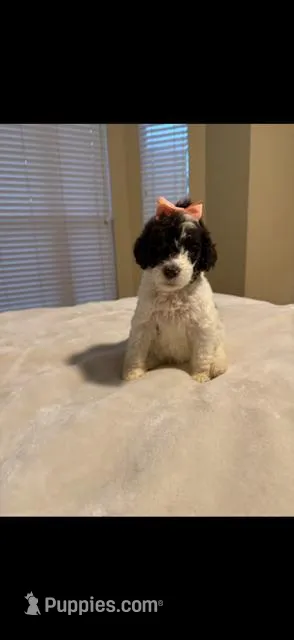 Mocha – Goldendoodle puppy for sale in Houston, TX