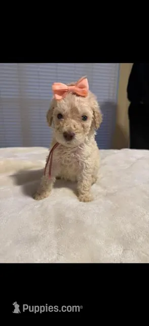 Chai – Goldendoodle puppy for sale in Houston, TX