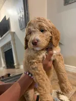 Ash, a male Goldendoodle for sale in Houston, TX – Photo 4 of 8