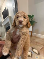 Ash, a male Goldendoodle for sale in Houston, TX – Photo 2 of 8