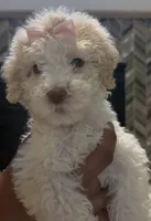 Dandelion, a female Miniature Goldendoodle for sale in Houston, TX – 4 of 5