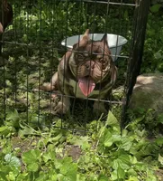 Pinocchio, a male American Bully for sale in Milwaukee, WI – 4 of 5