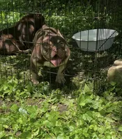 Pinocchio, a male American Bully for sale in Milwaukee, WI – 2 of 5