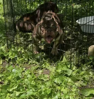 Pinocchio, a male American Bully for sale in Milwaukee, WI – 3 of 5