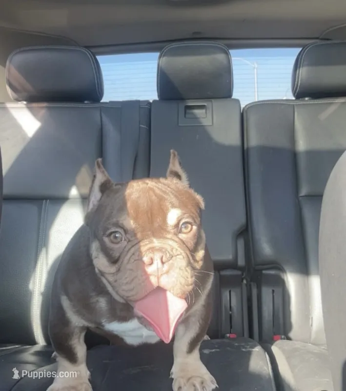 Pinocchio – American Bully puppy for sale in Milwaukee, WI