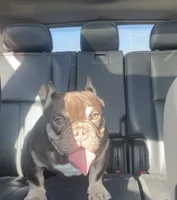 Pinocchio, a male American Bully for sale in Milwaukee, WI – 1 of 5