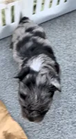 Aphrodite, a female Yorkshire Terrier for sale in Bolivar, MO – 2 of 4