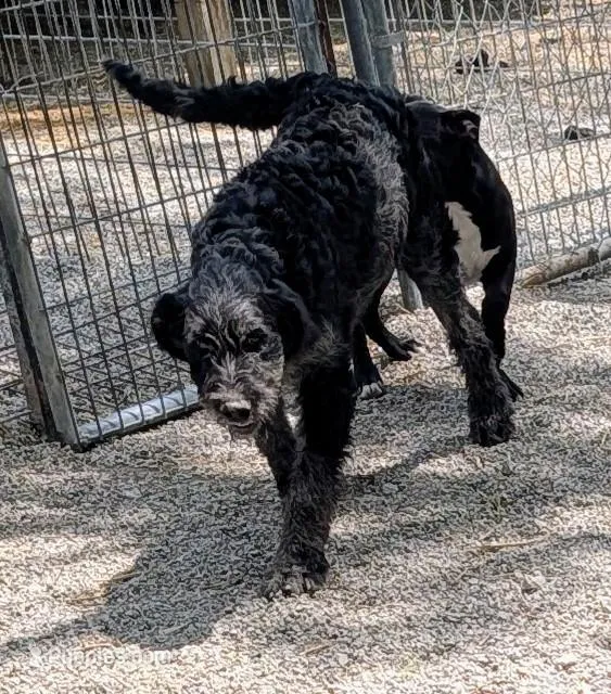 Jake – Labradoodle puppy for sale in Bolivar, MO