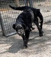 Jake, a male Labradoodle for sale in Bolivar, MO – 1 of 10