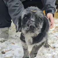 Jake, a male Labradoodle for sale in Bolivar, MO – Photo 9 of 10