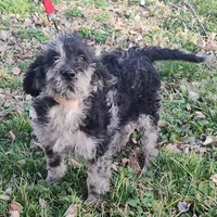 Jake, a male Labradoodle for sale in Bolivar, MO – Photo 3 of 10