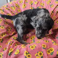 Jake, a male Labradoodle for sale in Bolivar, MO – Photo 8 of 10