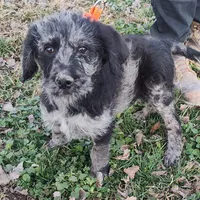 Jake, a male Labradoodle for sale in Bolivar, MO – Photo 2 of 10