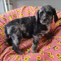 Jake, a male Labradoodle for sale in Bolivar, MO – Photo 6 of 10