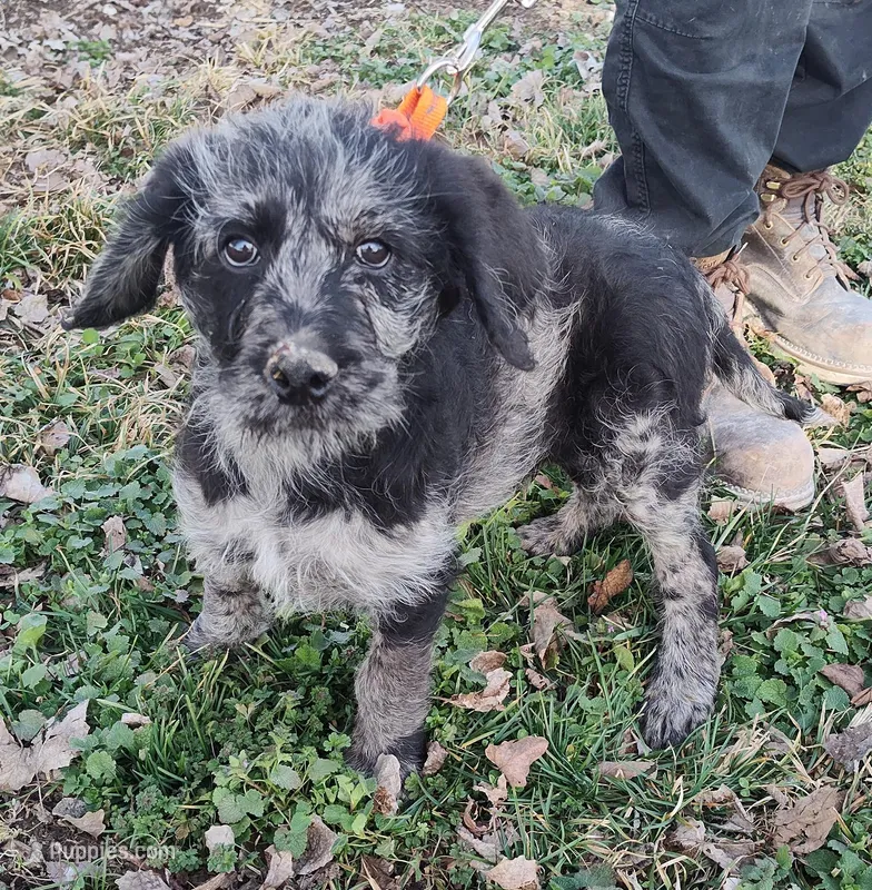 Jake – Labradoodle puppy for sale in Bolivar, MO
