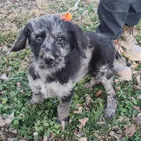 Jake, a male Labradoodle for sale in Bolivar, MO – Photo 1 of 10