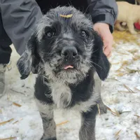 Jake, a male Labradoodle for sale in Bolivar, MO – Photo 10 of 10