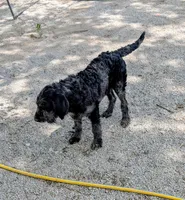 Jake, a male Labradoodle for sale in Bolivar, MO – 2 of 10