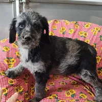 Jake, a male Labradoodle for sale in Bolivar, MO – Photo 5 of 10