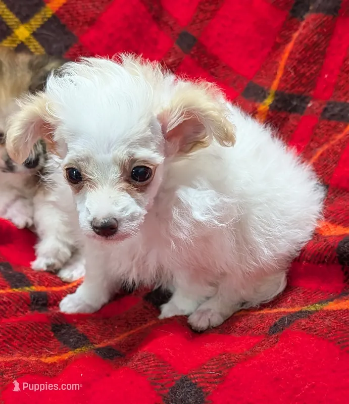 Champ  – Poodle - Toy  puppy for sale in Bolivar, MO