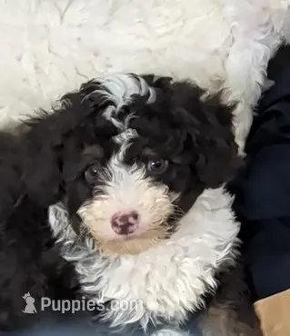 Winnie  – Poodle - Miniature , Miniature Aussiedoodle puppy for sale in Bolivar, MO