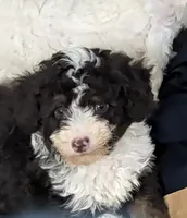 Winnie , a female Poodle - Miniature  and Miniature Aussiedoodle for sale in Bolivar, MO – 1 of 10