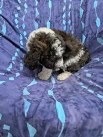Chevy , a male Poodle - Miniature  and Miniature Aussiedoodle for sale in Bolivar, MO – 8 of 10