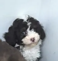 Winnie , a female Poodle - Miniature  and Miniature Aussiedoodle for sale in Bolivar, MO – 2 of 10