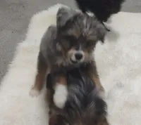 Brutus, a male Miniature Australian Shepherd and Miniature Aussiedoodle for sale in Bolivar, MO – 6 of 10