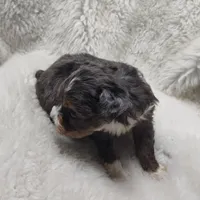 Brutus, a male Miniature Australian Shepherd and Miniature Aussiedoodle for sale in Bolivar, MO – Photo 5 of 10