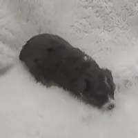 Brutus, a male Miniature Australian Shepherd and Miniature Aussiedoodle for sale in Bolivar, MO – Photo 8 of 10