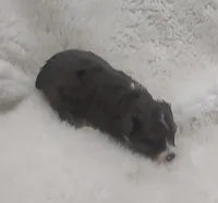 Brutus, a male Miniature Australian Shepherd and Miniature Aussiedoodle for sale in Bolivar, MO – Photo 4 of 5