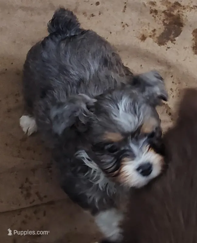 Brutus – Miniature Australian Shepherd, Miniature Aussiedoodle puppy for sale in Bolivar, MO