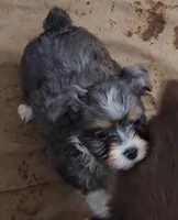 Brutus, a male Miniature Australian Shepherd and Miniature Aussiedoodle for sale in Bolivar, MO – Photo 3 of 10