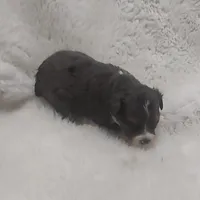 Brutus, a male Miniature Australian Shepherd and Miniature Aussiedoodle for sale in Bolivar, MO – Photo 10 of 10