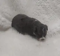 Brutus, a male Miniature Australian Shepherd and Miniature Aussiedoodle for sale in Bolivar, MO – Photo 5 of 5