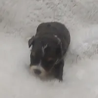 Brutus, a male Miniature Australian Shepherd and Miniature Aussiedoodle for sale in Bolivar, MO – Photo 7 of 10