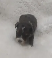 Brutus, a male Miniature Australian Shepherd and Miniature Aussiedoodle for sale in Bolivar, MO – Photo 3 of 5