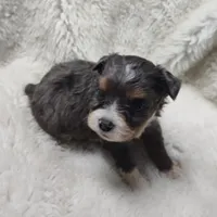 Brutus, a male Miniature Australian Shepherd and Miniature Aussiedoodle for sale in Bolivar, MO – Photo 1 of 10